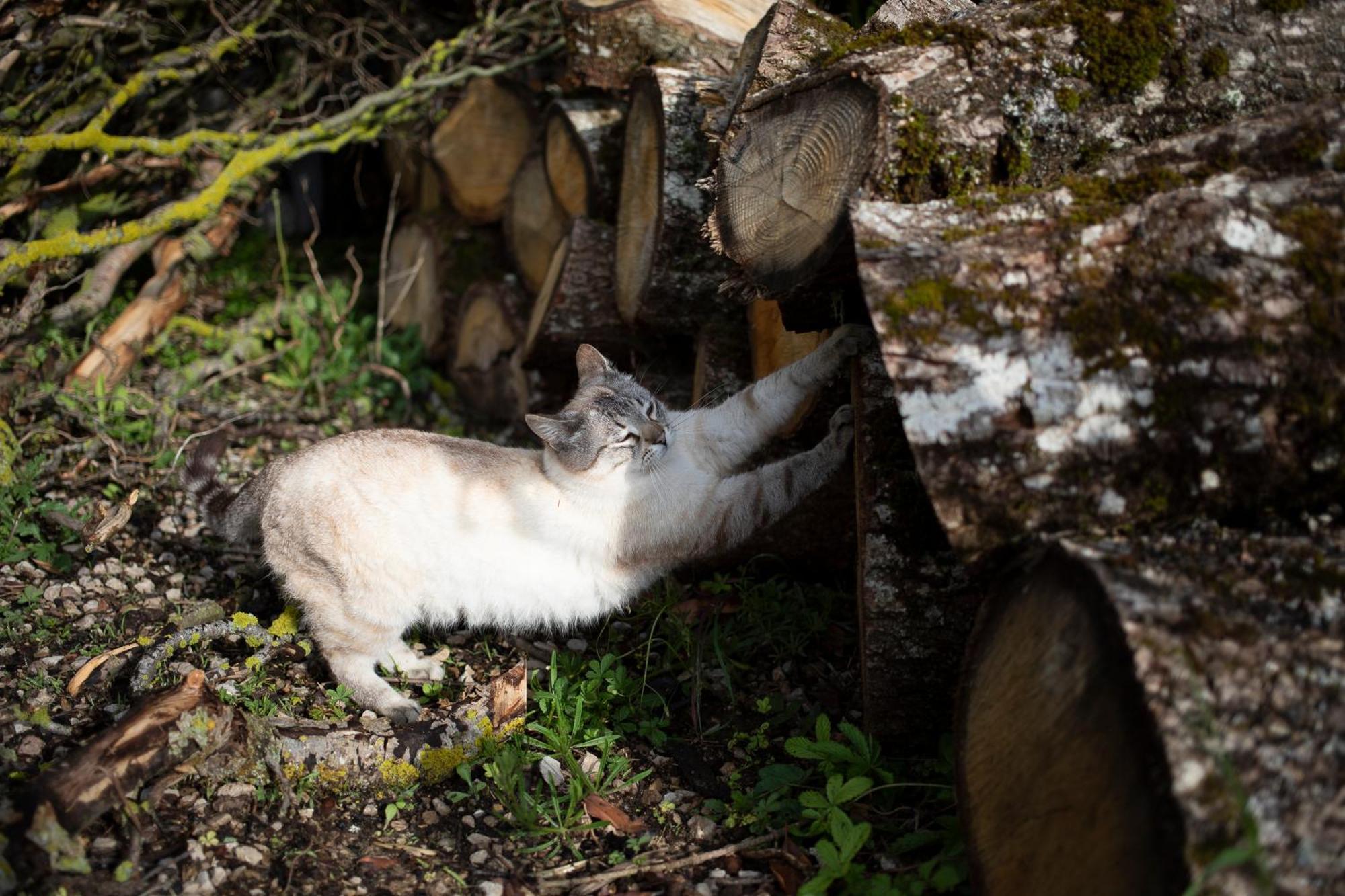 Le Chat Blanc Gite Versols-et-Lapeyre Exterior foto
