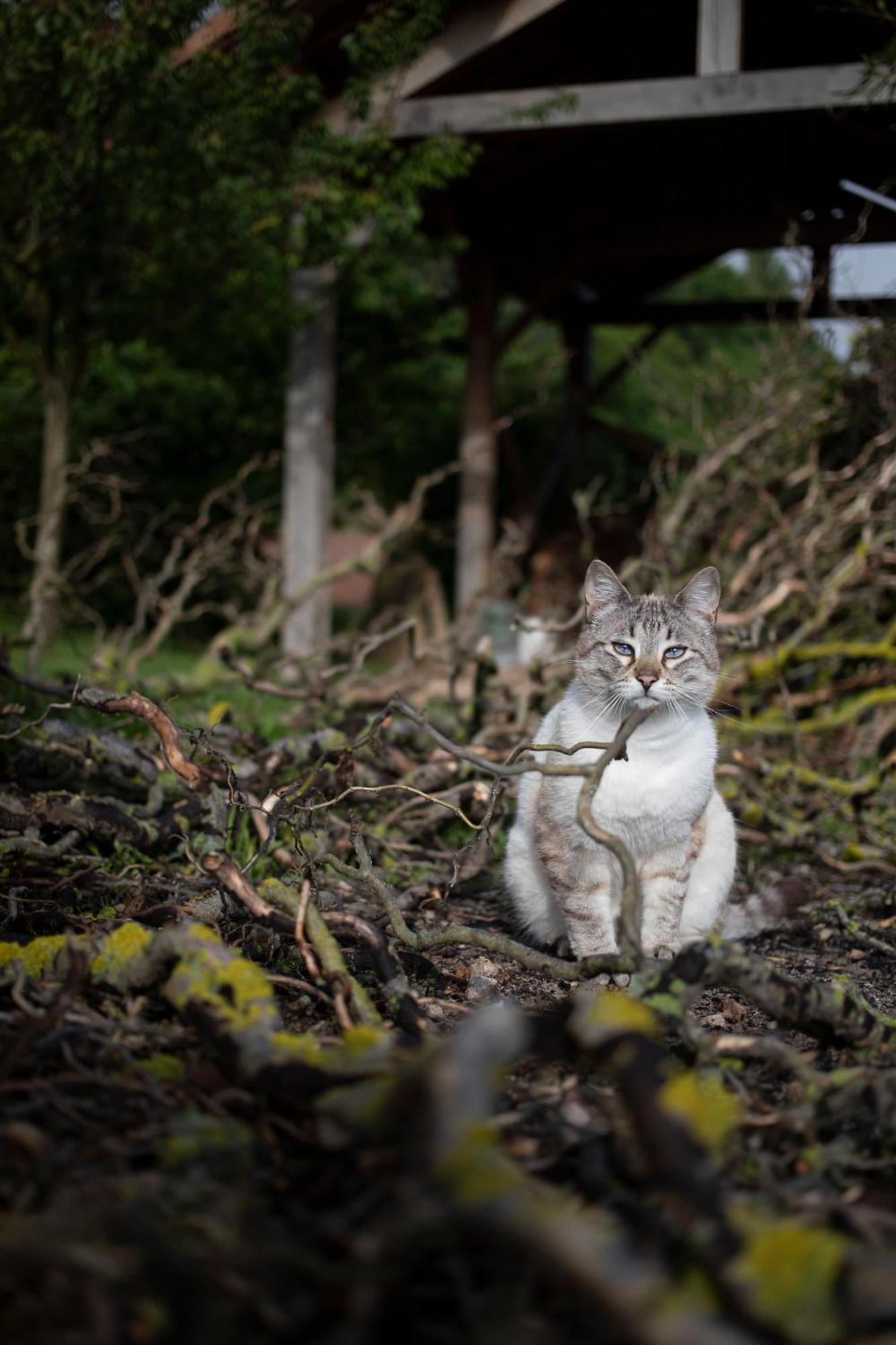 Le Chat Blanc Gite Versols-et-Lapeyre Exterior foto